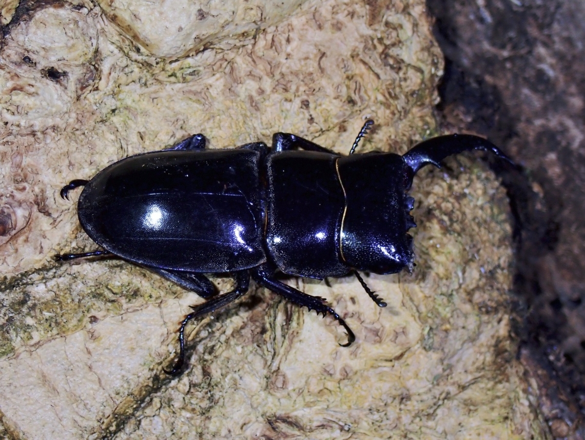 Stag Beetle - Serrognathus titanus palawanicus Sub-species from Palawan Beetle,Giant Stag Beetle,Palawan,Philippines,Serrognathus titanus,Serrognathus titanus palawanicus,Stag Beetle