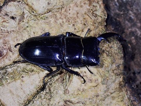 Giant Stag Beetle