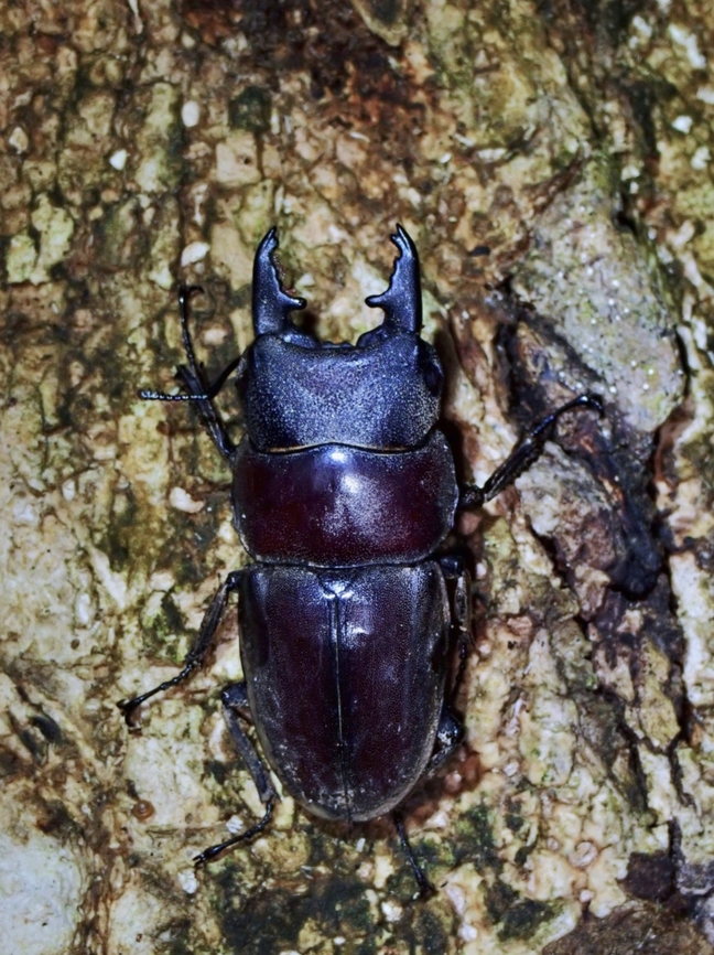 Stag Beetle - Serrognathus taurus moineri Sub-species Serrognathus taurus moineri Beetle,Palawan,Philippines,Serrognathus taurus,Serrognathus taurus moineri,Stag Beetle