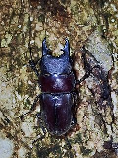 Stag Beetle - Serrognathus taurus moineri Sub-species Serrognathus taurus moineri Beetle,Palawan,Philippines,Serrognathus taurus,Serrognathus taurus moineri,Stag Beetle
