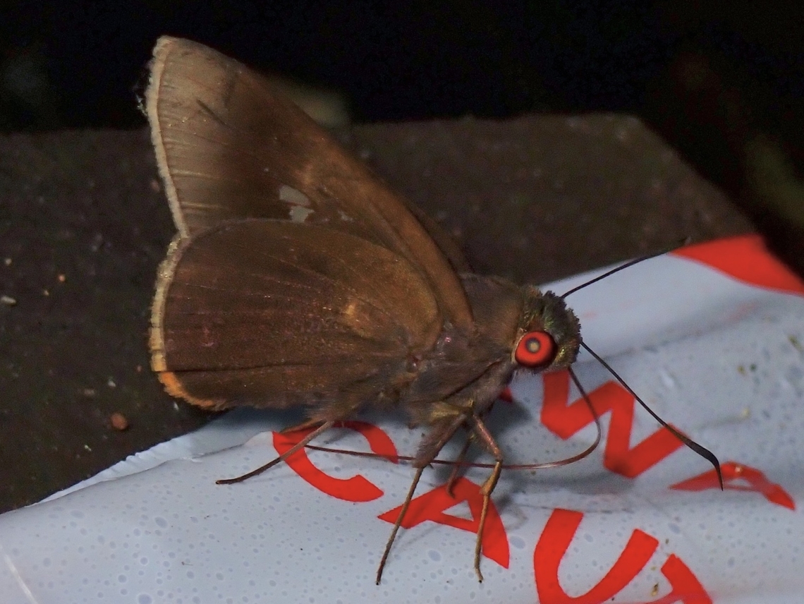 Orange-Ciliate Palmer - Zela zeus  Butterfly,Malaysia,Orange-Ciliate Palmer,Orange-ciliate Palmer,Sarawak,Zela zeus