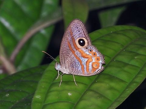 Eyed Cyclops            Buttefly,Erites argentina,Eyed Cyclops,Palawan,Philippines