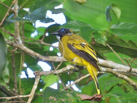 Black-Headed Bulbul - Brachypodius melanocephalos            Bird,Black-Headed Bulbul,Brachypodius melanocephalos,Bulbul,Palawan,Philippines