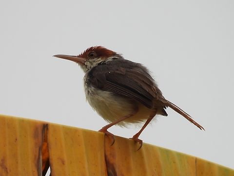Rufous-Tailed Tailorbird - Orthotomus sericeus            Bird,Orthotomus sericeus,Palawan,Philippines,Rufous-Tailed Tailorbird