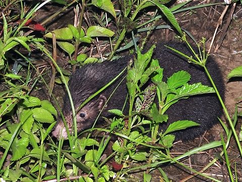 Stinky Mydaus marchei,Palawan,Palawan Stink Badger,Philippines,Stink Badger