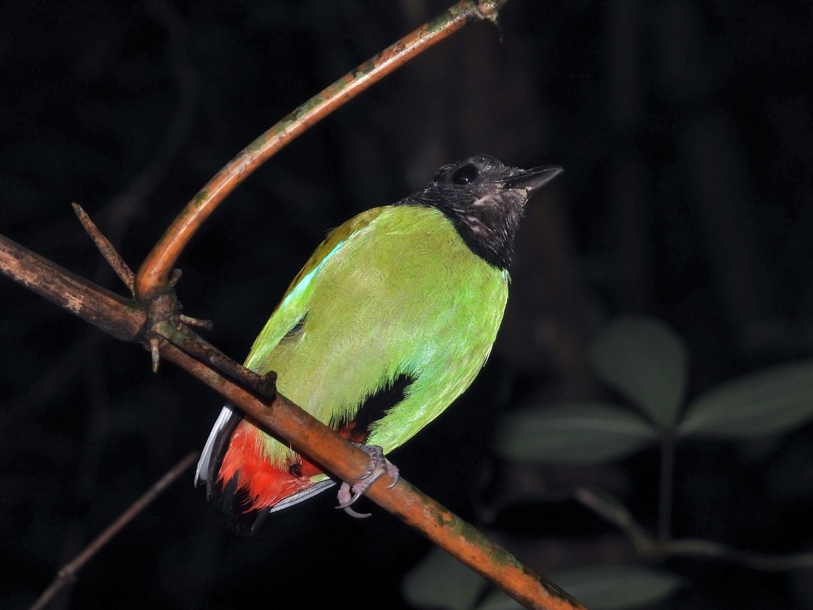 Hooded Pitta - Pitta sordida            Bird,Hooded Pitta,Palawan,Philippines,Pitta,Pitta sordida