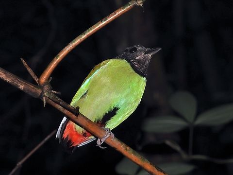 Hooded Pitta - Pitta sordida            Bird,Hooded Pitta,Palawan,Philippines,Pitta,Pitta sordida
