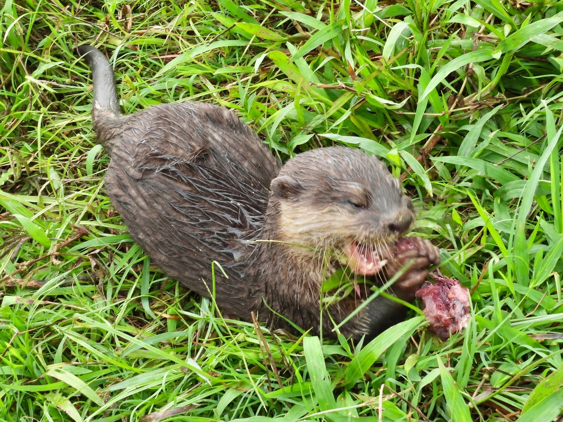 Small-Clawed Otter - Aonyx cinereus x5!!! Aonyx cinereus,Asian Small-Clawed Otter,Otter,Palawan,Philippines