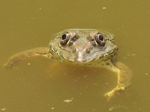Busuanga Wart Frog
