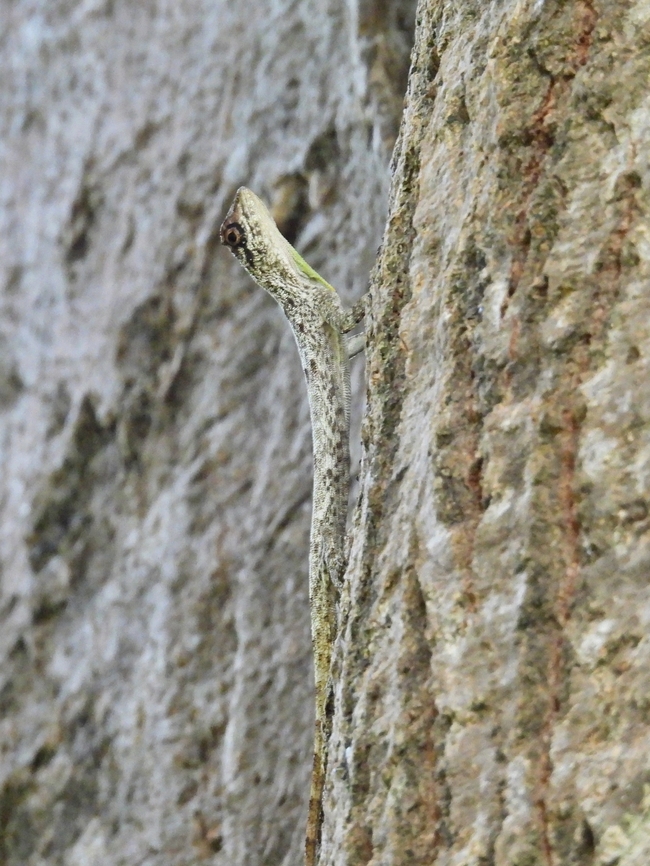 Palawan Gliding Dragon - Draco palawanensis            Draco palawanensis,Palawan,Palawan Gliding Dragon,Philippines