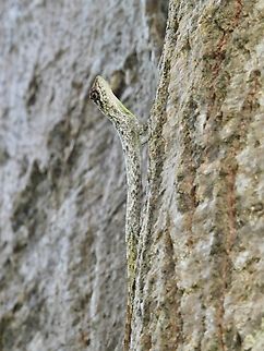 Palawan Gliding Dragon