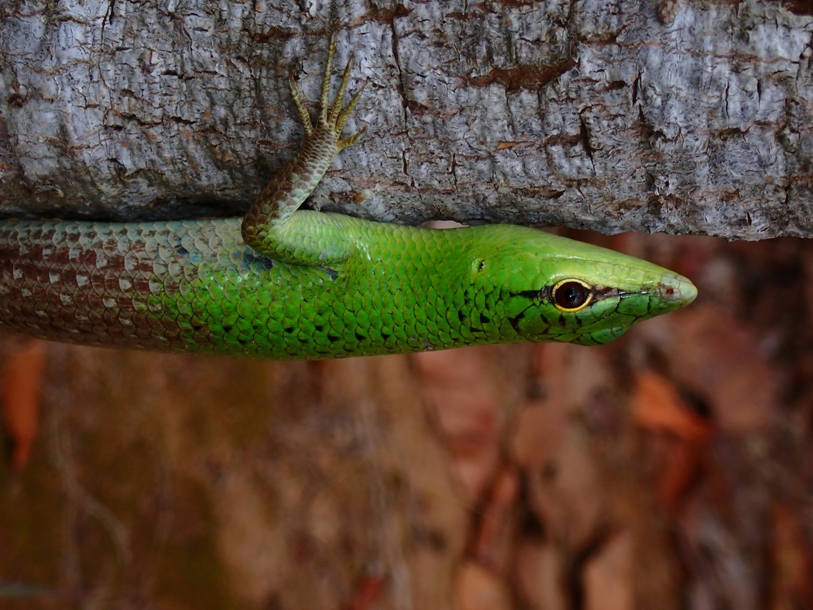 Emerald Tree Skink - Lamprolepis smaragdina x4 Emerald Tree Skink,Lamprolepis smaragdina,Palawan,Philippines,Skink,Tree Skink