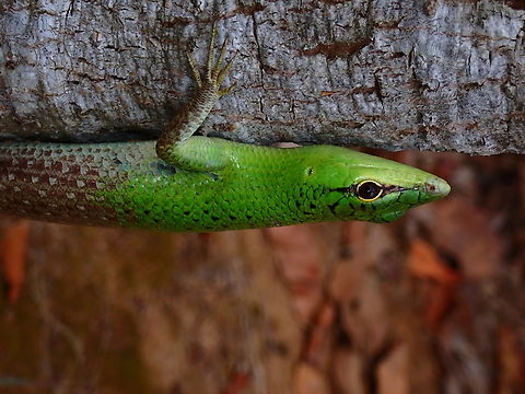 Emerald Tree Skink - Lamprolepis smaragdina x4 Emerald Tree Skink,Lamprolepis smaragdina,Palawan,Philippines,Skink,Tree Skink