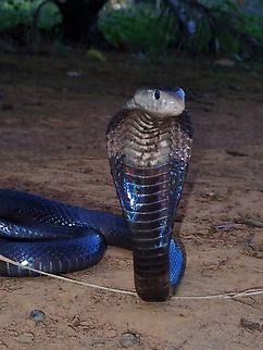 Spitting Cobra - Naja sumatrana Sub-Species - Naja sumatrana miolepis Cobra,Naja sumatrana,Naja sumatrana miolepis,Palawan,Philippines,Snake,Spitting Cobra