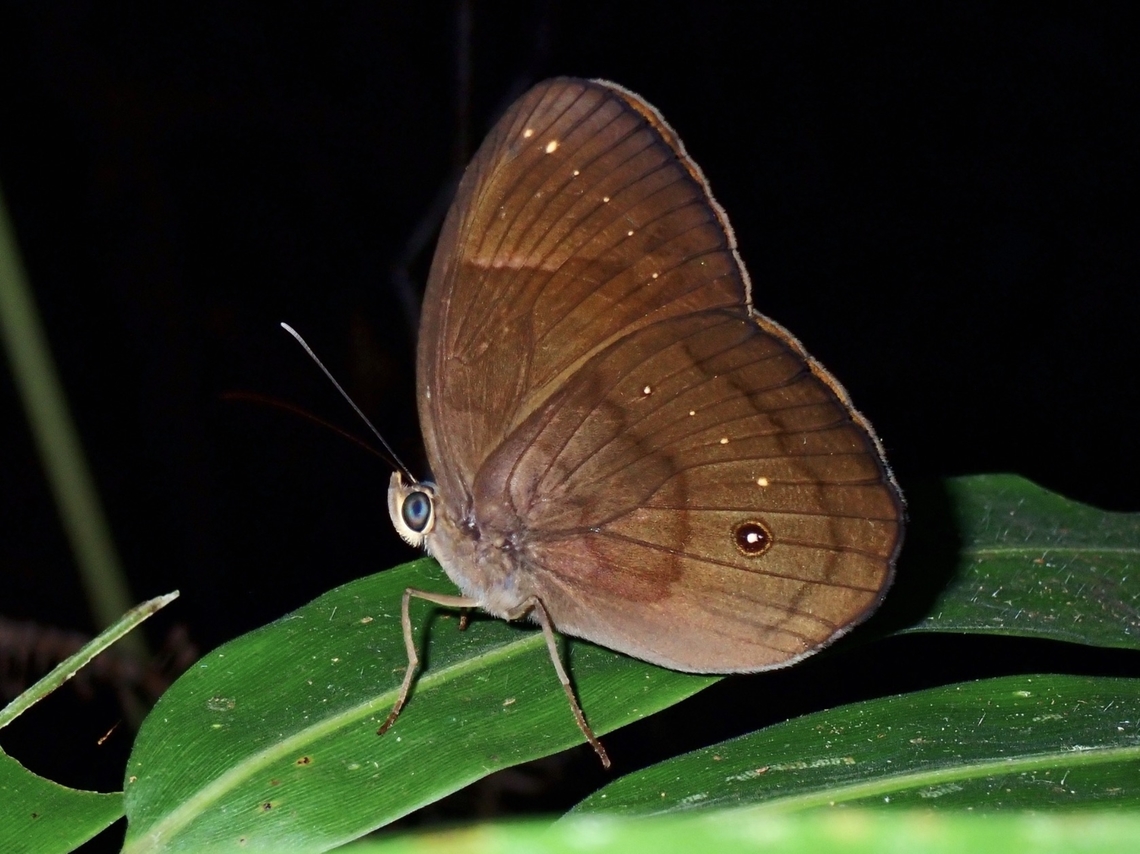 Banded Faun - Faunis stomphax  Banded Faun,Butterfly,Faunis stomphax,Palawan,Philippines