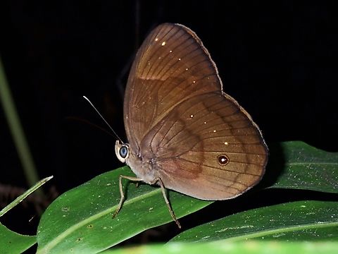 Banded Faun - Faunis stomphax  Banded Faun,Butterfly,Faunis stomphax,Palawan,Philippines