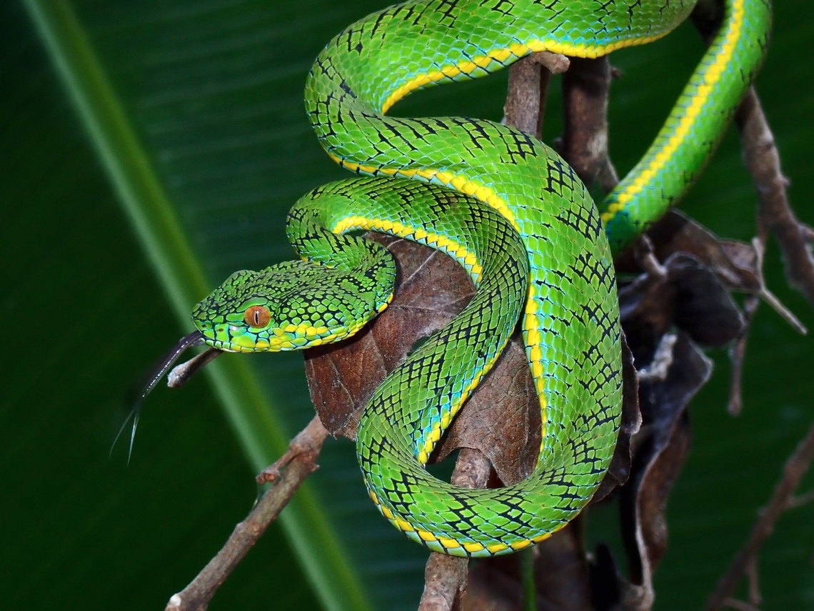 Schultze's Pit Viper - Trimeresurus schultzei Endemic to Palawan Island Palawan,Philippines,Pit Viper,Schultze's Pit Viper,Snake,Trimeresurus schultzei,Viper