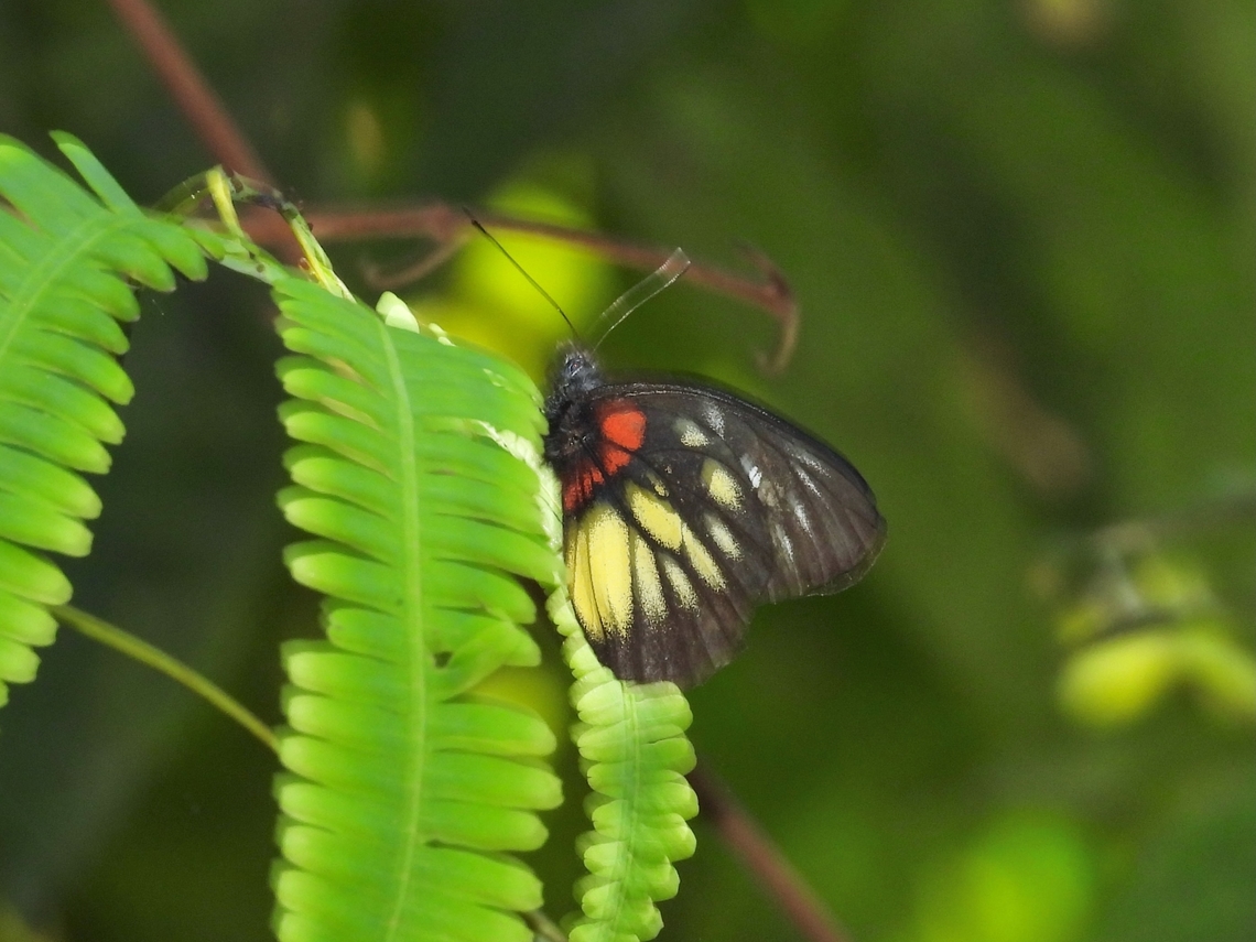 Red-based Jezebel - Delias pasithoe            Butterfly,Delias pasithoe,Palawan,Philippines,Red-based Jezebel