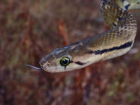 Reddish Red Snake - Coelognathus philippinus x2 Coelognathus philippinus,Palawan,Philippines,Rat Snake,Reddish Rat Snake,Snake
