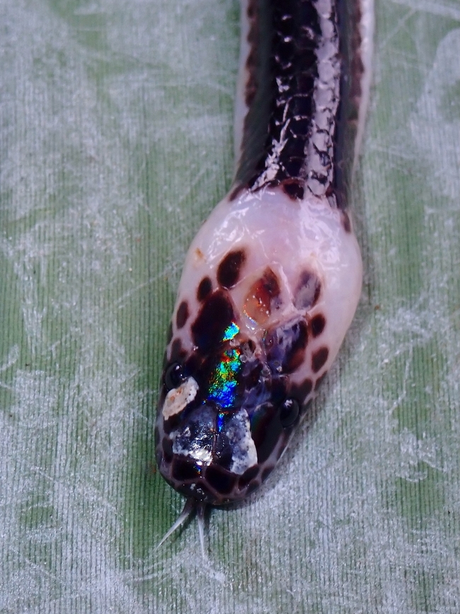 Sunbeam Snake - Xenopeltis unicolor  Palawan,Philippines,Snake,Sunbeam Snake,Xenopeltis unicolor