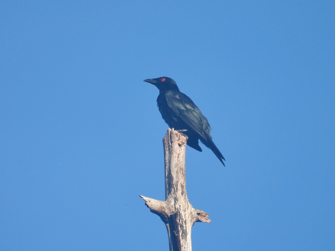 Asian Glossy Starling - Aplonis panayensis            Aplonis panayensis,Asian Glossy Starling,Bird,Palawan,Philippines,Starling