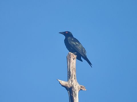 Asian Glossy Starling - Aplonis panayensis            Aplonis panayensis,Asian Glossy Starling,Bird,Palawan,Philippines,Starling