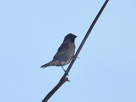 Scaly-Breasted Munia - Lonchura punctulata            Bird,Lonchura punctulata,Munia,Palawan,Philippines,Scaly-Breasted Munia