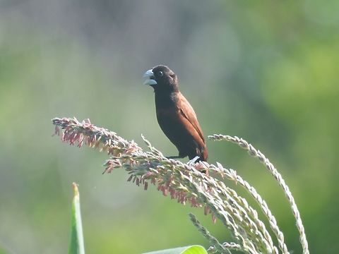 Chestnut Munia - Lonchura atricapilla            Bird,Chestnut Munia,Lonchura atricapilla,Munia,Palawan,Philippines