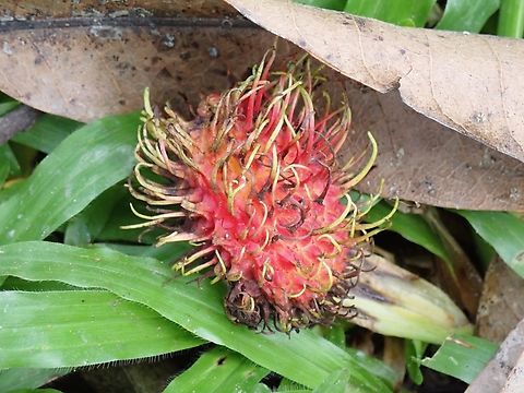 Rambutan  Fruit,Nephelium lappaceum,Palawan,Philippines,Rambutan