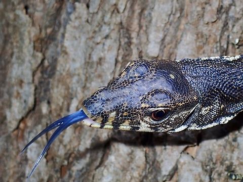 Palawan water monitor