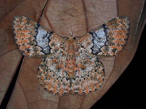 Moth - Pingasa venusta  Moth,Palawan,Philippines,Pingasa venusta