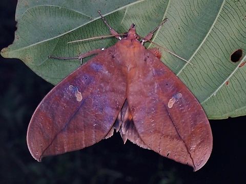 Fruit-Piercing Moth - Phyllodes staudingeri  Fruit-Piercing Moth,Moth,Palawan,Philippines,Phyllodes staudingeri