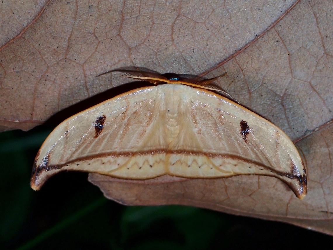Hooktip Moth - Callidrepana argenteola  Callidrepana argenteola,Hooktip Moth,Moth,Palawan,Philippines