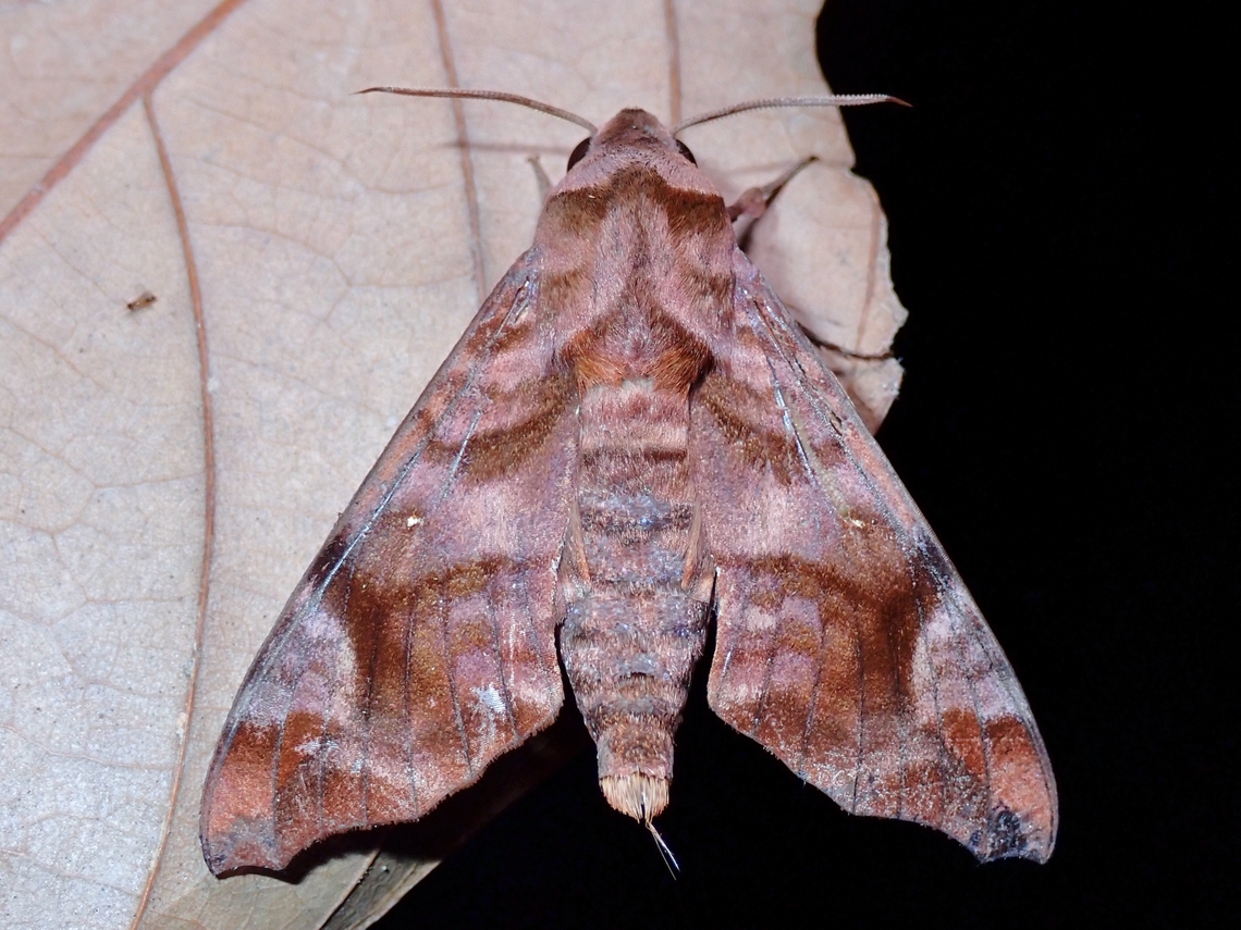 Hawkmoth - Acosmeryx anceus  Acosmeryx anceus,Hawkmoth,Moth,Palawan,Philippines