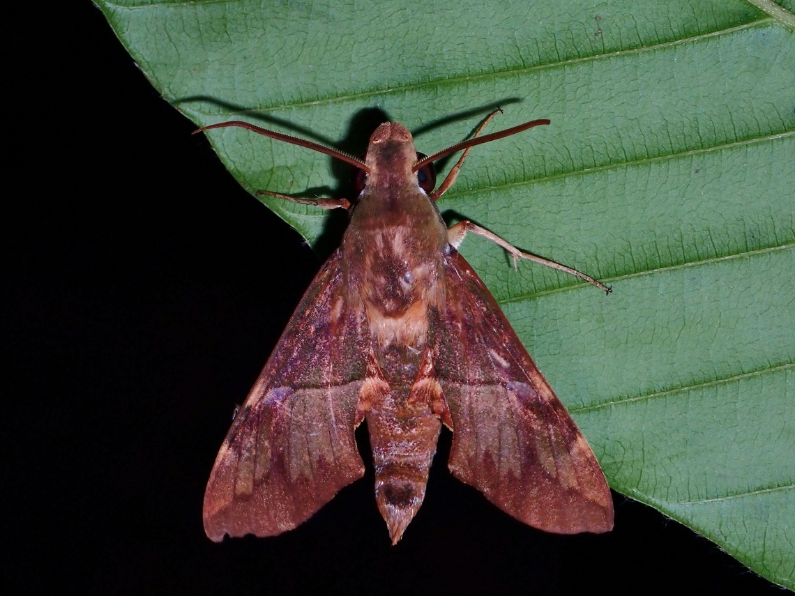 Hawkmoth - Angonyx testacea  Angonyx testacea,Hawkmoth,Moth,Palawan,Philippines