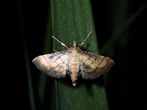 Lesser Rice-Leafroller Moth - Marasmia poeyalis  Coron,Leafroller Moth,Lesser Rice-Leafroller Moth,Marasmia poeyalis,Moth,Palawan,Philippines
