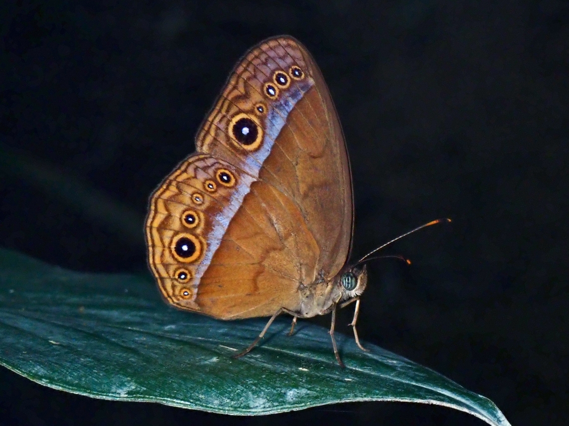 Purple Bushbrown - Mycalesis orseis  Bushbrown,Butterfly,Mycalesis orseis,Palawan,Philippines,Purple Bushbrown