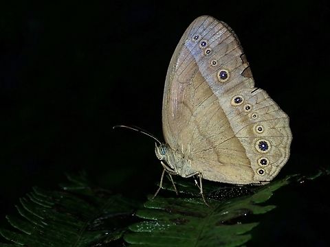 Purple Bushbrown - Mycalesis orseis  Bushbrown,Butterfly,Malaysia,Mycalesis orseis,Purple Bushbrown,Sabah