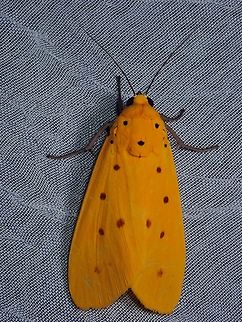 Yellow Tiger Moth - Agape chloropyga  Agape chloropyga,Moth,Palawan,Philippines,Tiger Moth,Yellow Tiger Moth