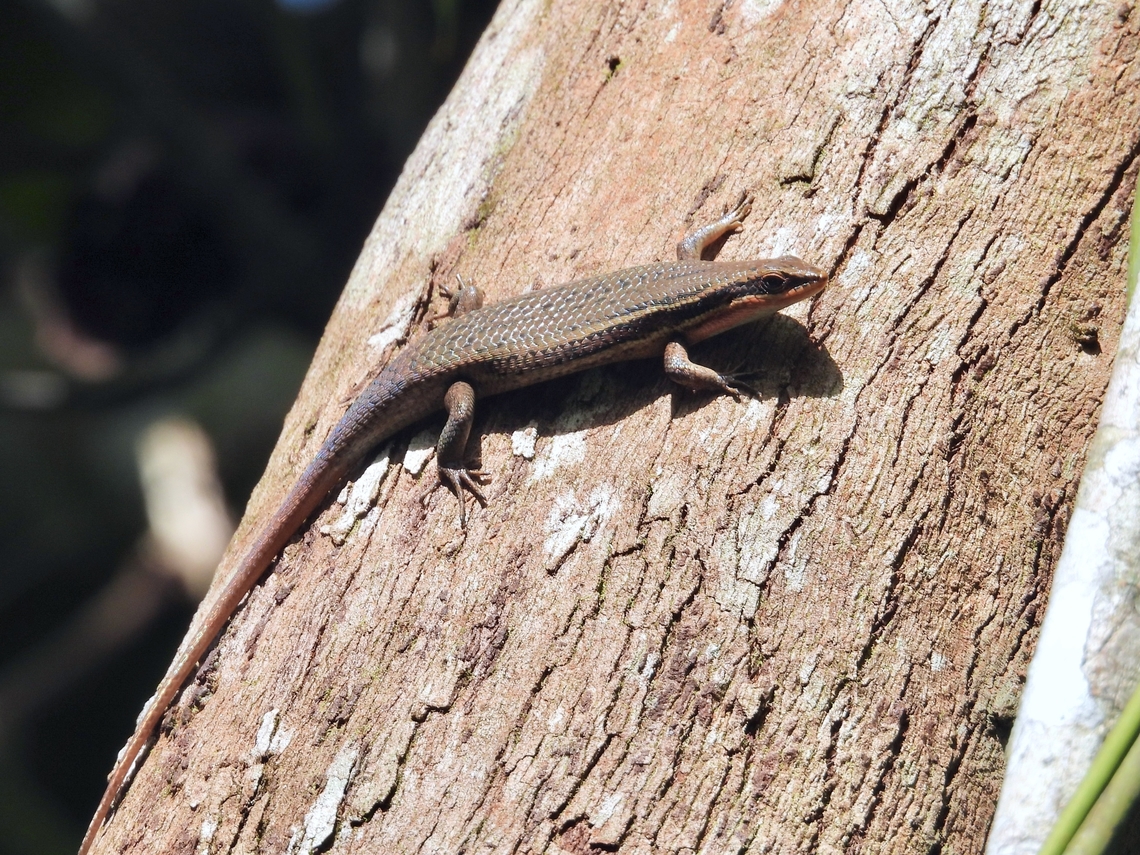 Palawan Sun Skink - Eutropis sahulinghangganan x3 Eutropis sahulinghangganan,Palawan,Palawan Sun Skink,Philippines,Skink