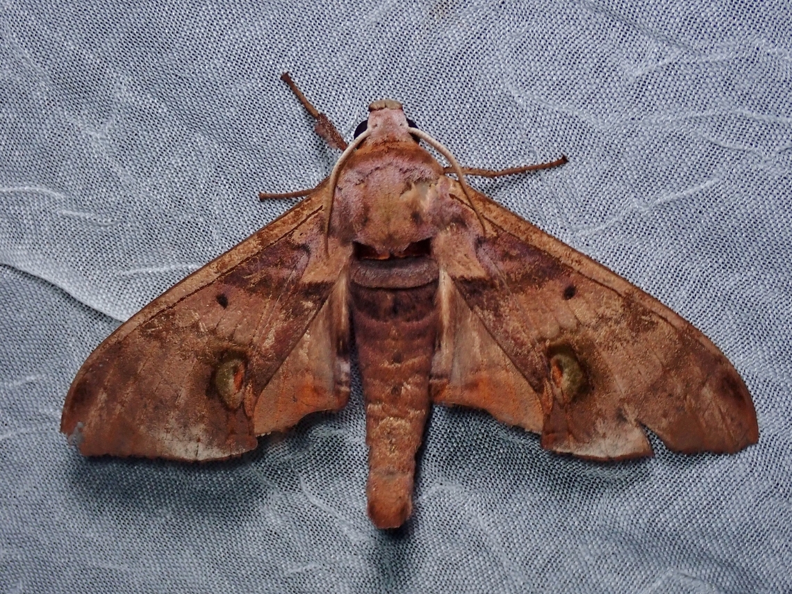 Durian Hawkmoth - Daphnusa ocellaris x4 Daphnusa ocellaris,Durian Hawkmoth,Hawkmoth,Moth,Palawan,Philippines