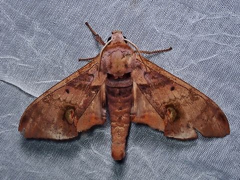 Durian Hawkmoth - Daphnusa ocellaris x4 Daphnusa ocellaris,Durian Hawkmoth,Hawkmoth,Moth,Palawan,Philippines