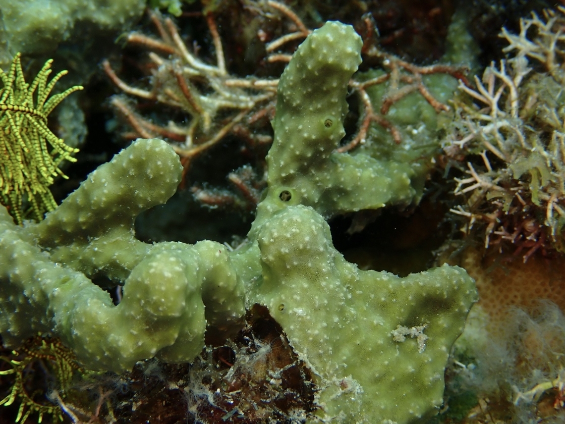 Sea Sponge - Lamellodysidea herbacea  Anilao,Batangas,Lamellodysidea herbacea,Philippines,Sea Sponge