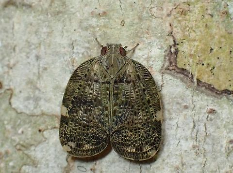 Nogodinid Planthopper - Mindura subfasciata  Anilao,Batangas,Hopper,Mindura subfasciata,Nogodinid Planthopper,Philippines,Planthopper