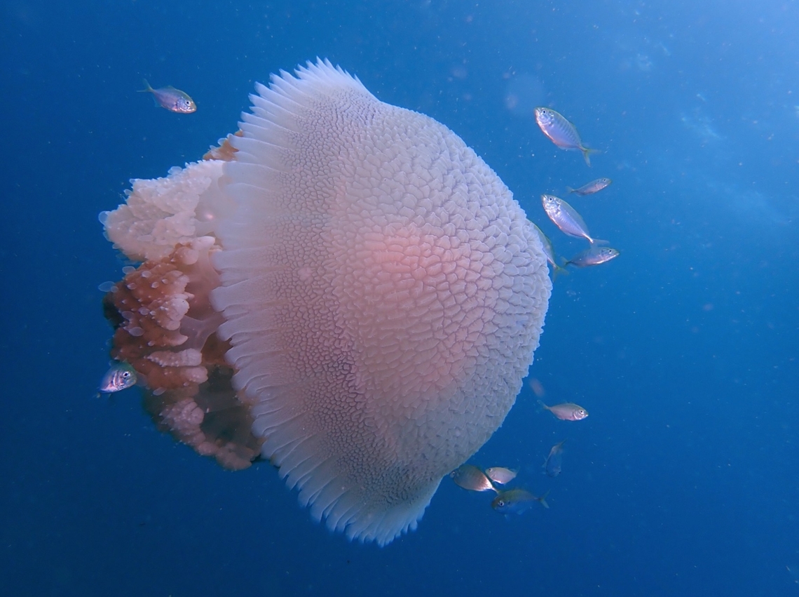 Rare Jelly Nearly 1 meter in size Anilao,Batangas,Jellyfish,Philippines,Versuriga anadyomene