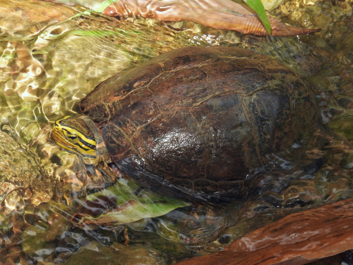 Box Turtle - Cuora amboinensis Endangered           Box Turtle,Cuora amboinensis,Palawan,Philippines,Turtle