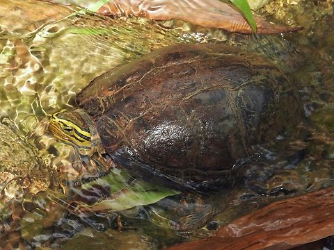 Box Turtle - Cuora amboinensis Endangered           Box Turtle,Cuora amboinensis,Palawan,Philippines,Turtle