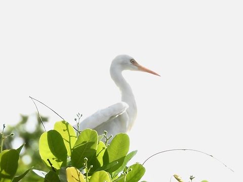 Cattle Egret - Bubulcus ibis            Bird,Bubulcus ibis,Cattle Egret,Egret,Palawan,Philippines