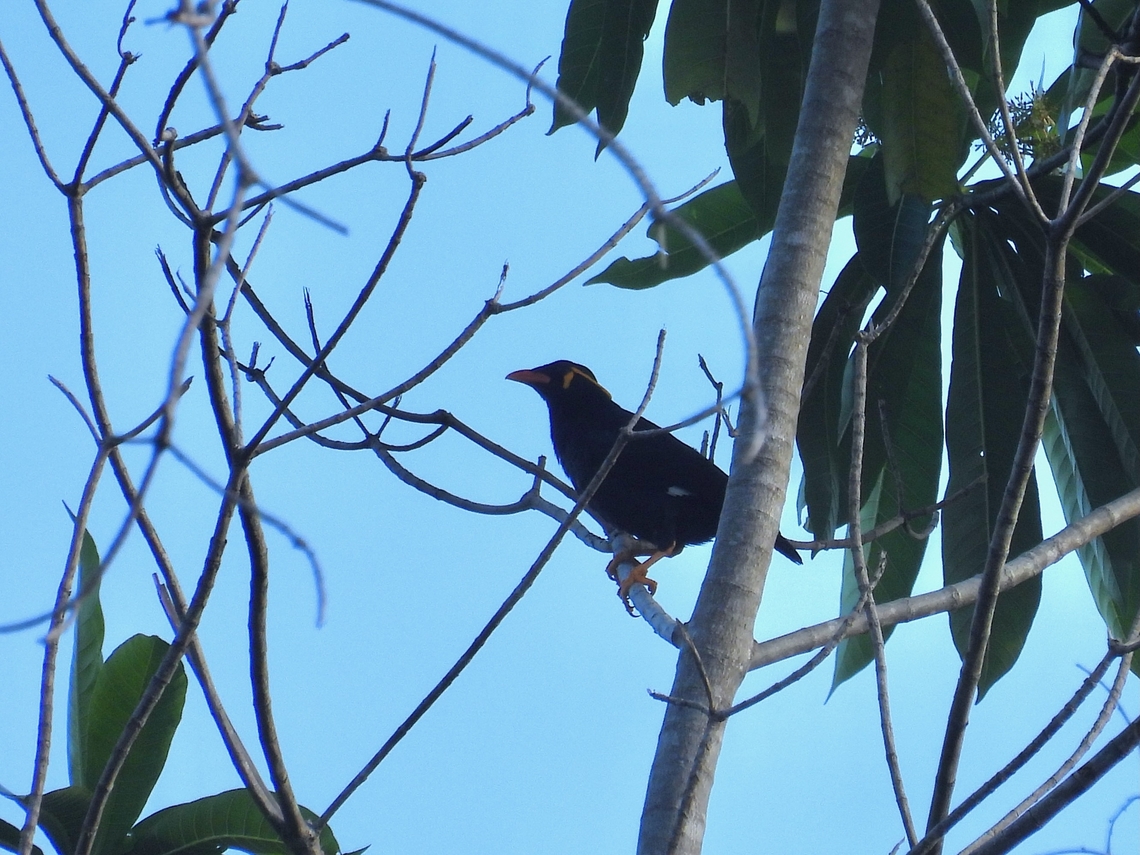 Sweet Singer            Bird,Common Hill Myna,Gracula  religiosa,Hill Myna,Myna,Palawan,Philippines