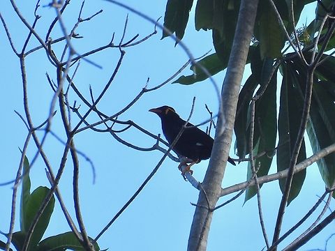 Sweet Singer            Bird,Common Hill Myna,Gracula  religiosa,Hill Myna,Myna,Palawan,Philippines